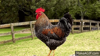 7EF2e2.gif