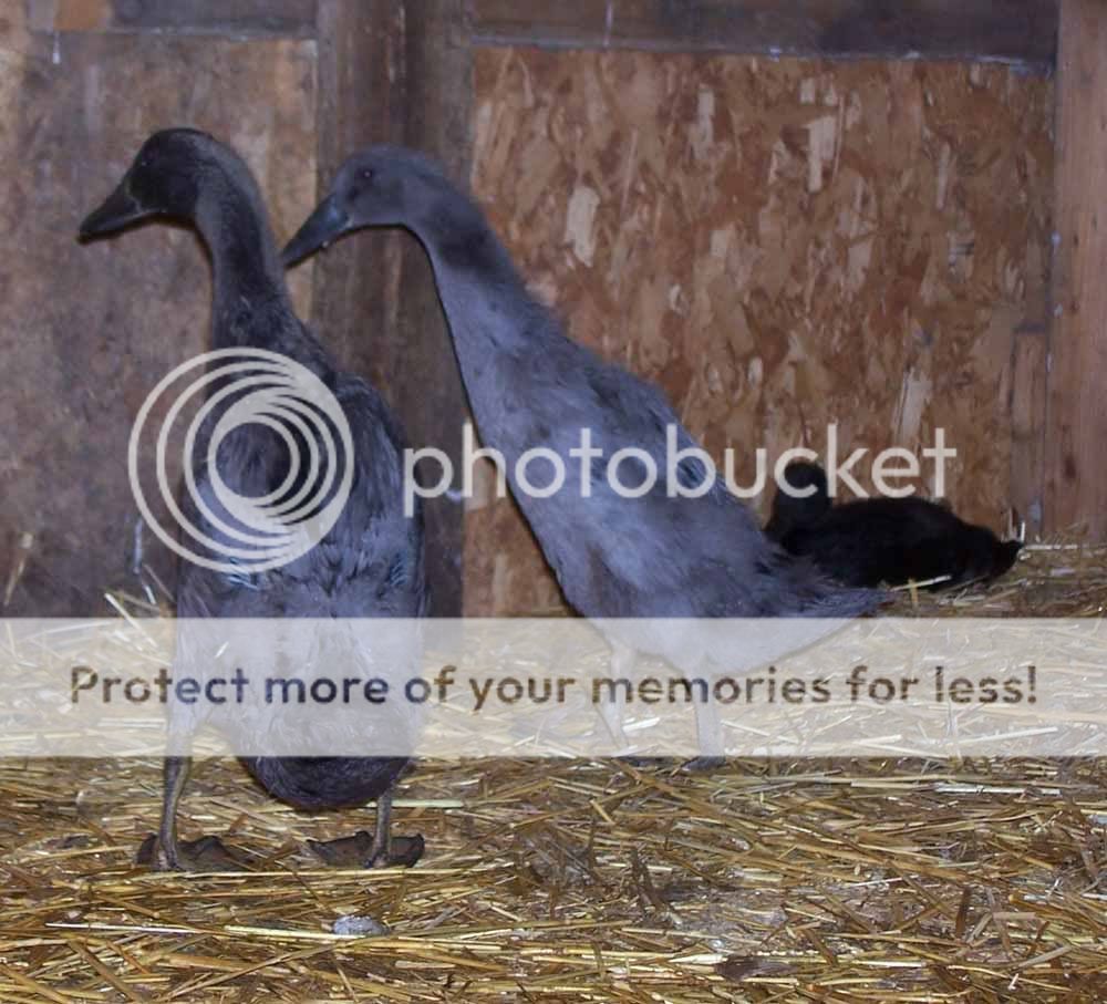 ducksweek51.jpg