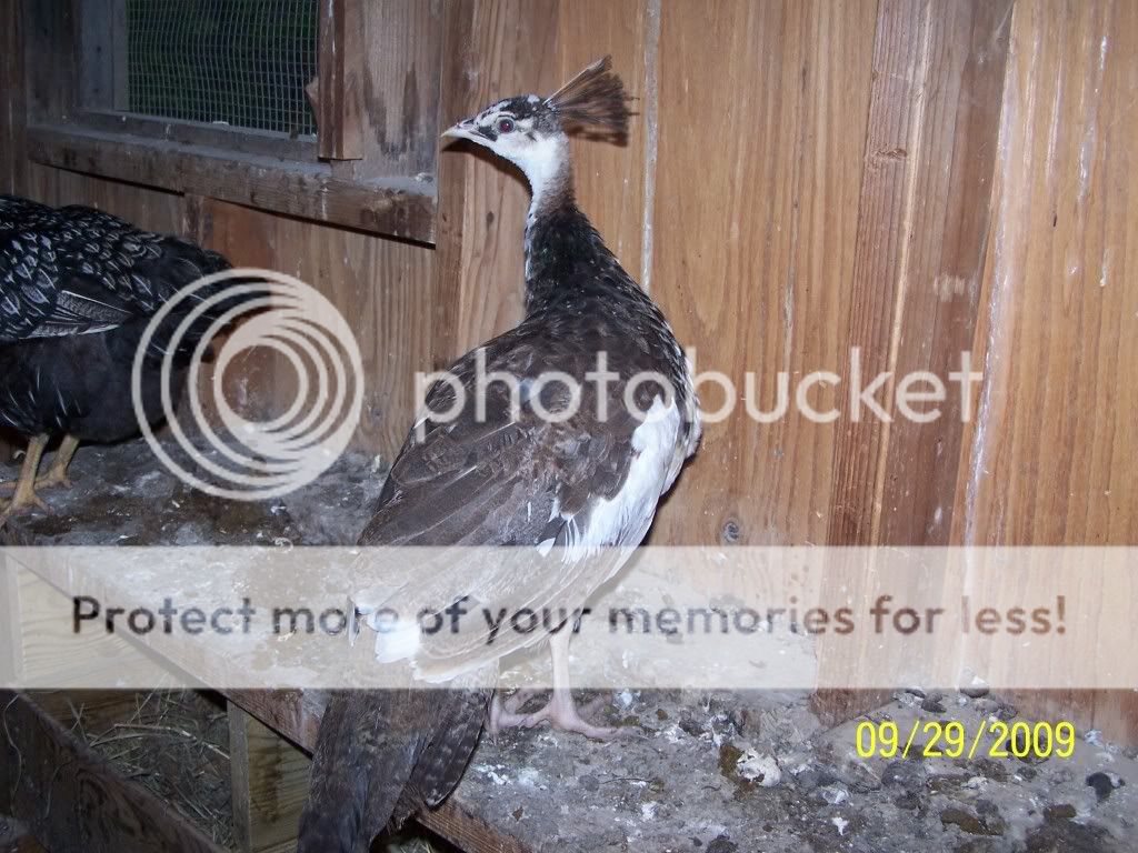 100_6753.jpg