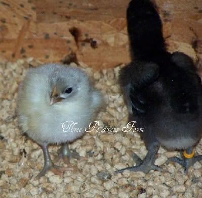 ClementineChicks08-18-2010.jpg