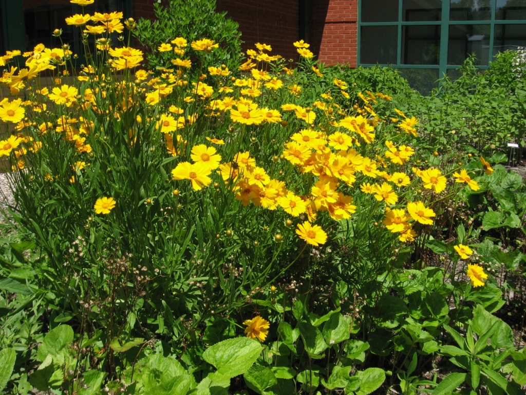 coreopsis_grp_5_21_09byjan_mdres.jpg