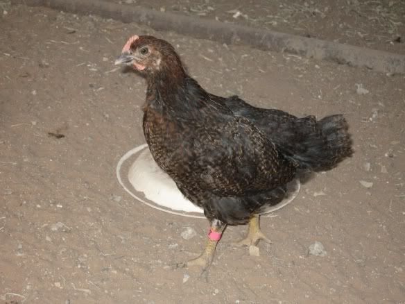 Rooster-PartridgeRock.jpg