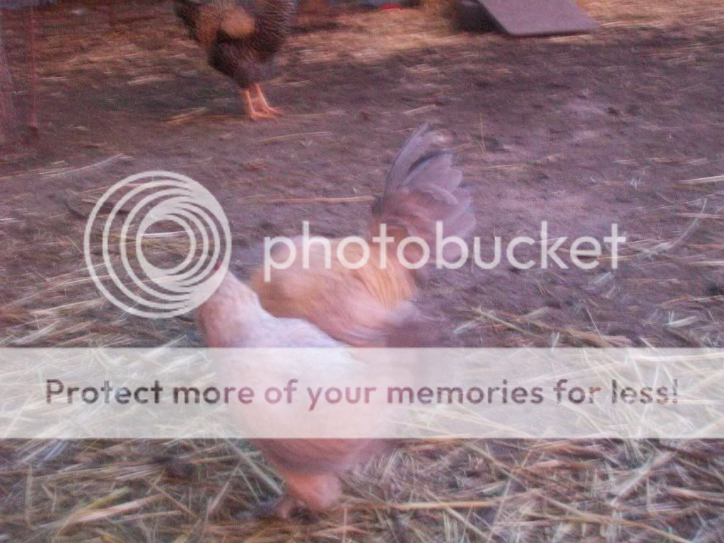 chickenpics034.jpg