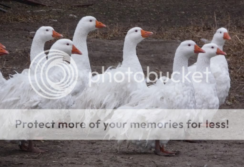 1sebgroup.jpg