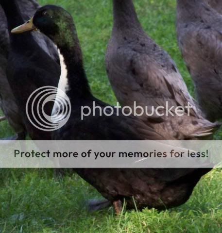 mixedblackduck.jpg