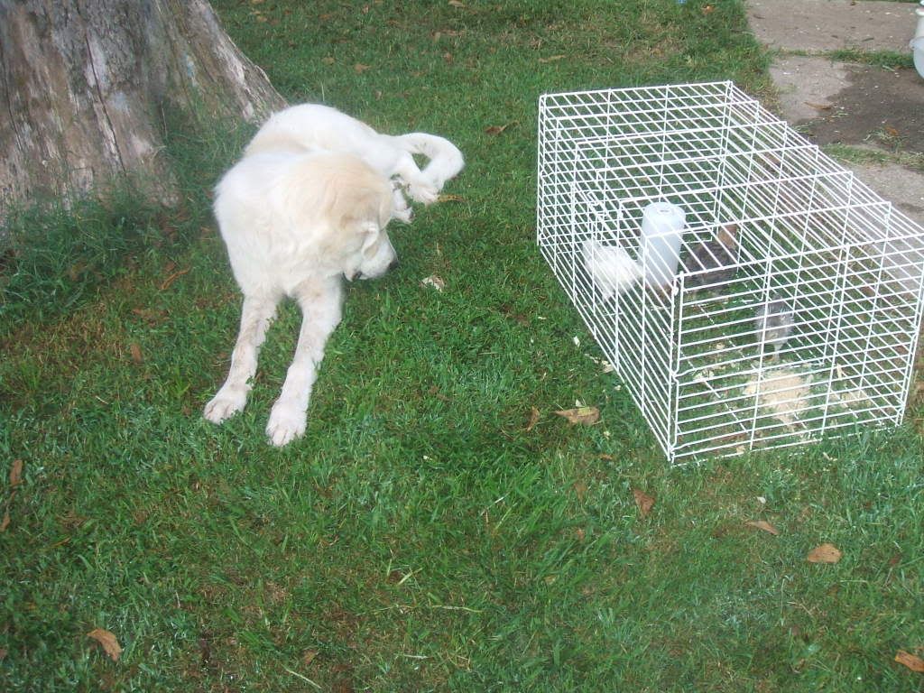 dscf0004-15.jpg