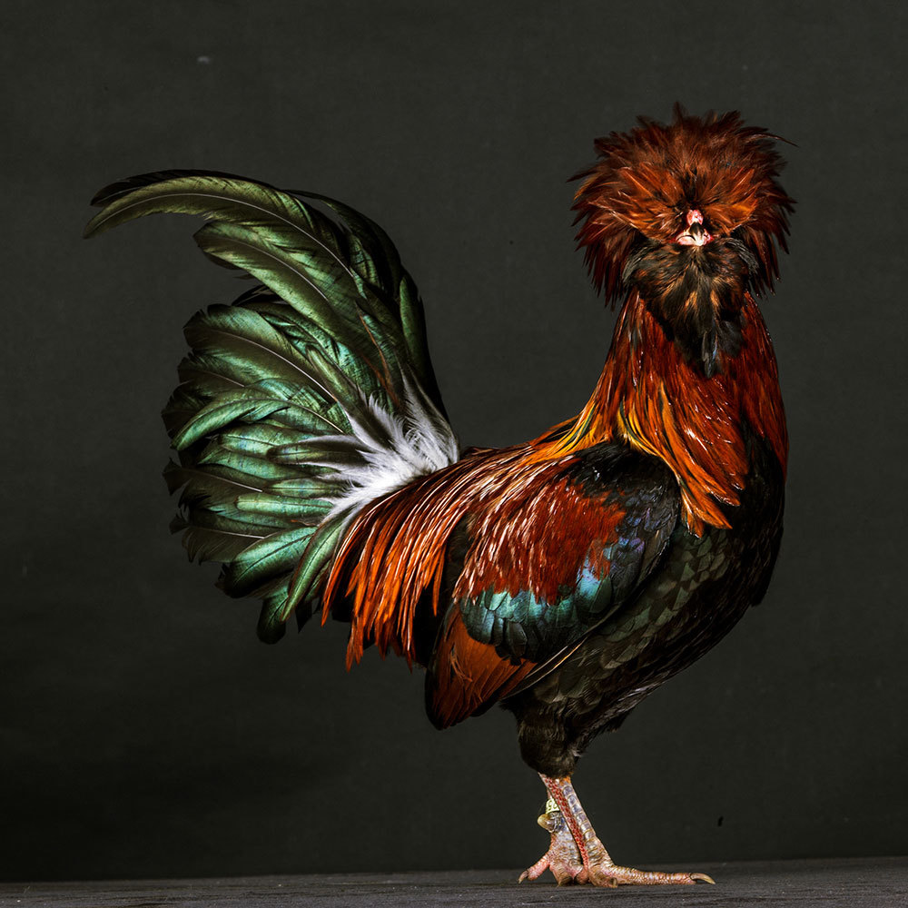 A proud Polish rooster