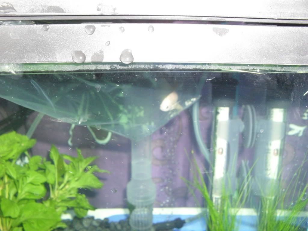 Fish005.jpg