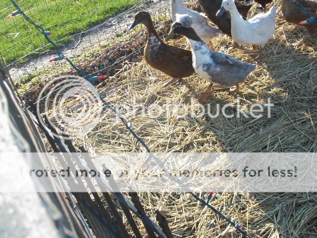 birdpictures065.jpg