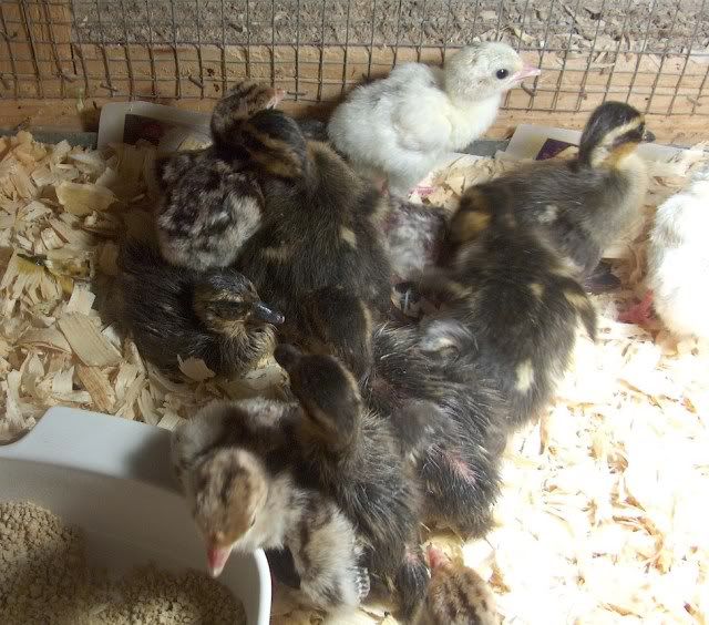 duckies040.jpg
