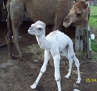 newbaby1.jpg