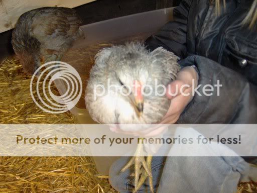 Chicks5weeksold007.jpg