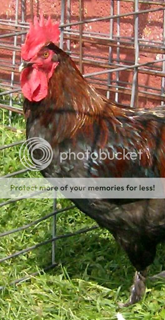 marans5-21wks.jpg