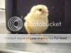banquetchicks09195.jpg