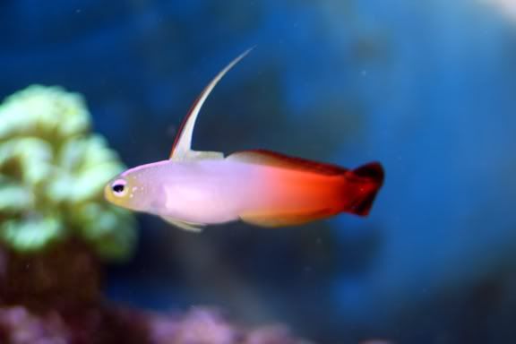 firefish.jpg