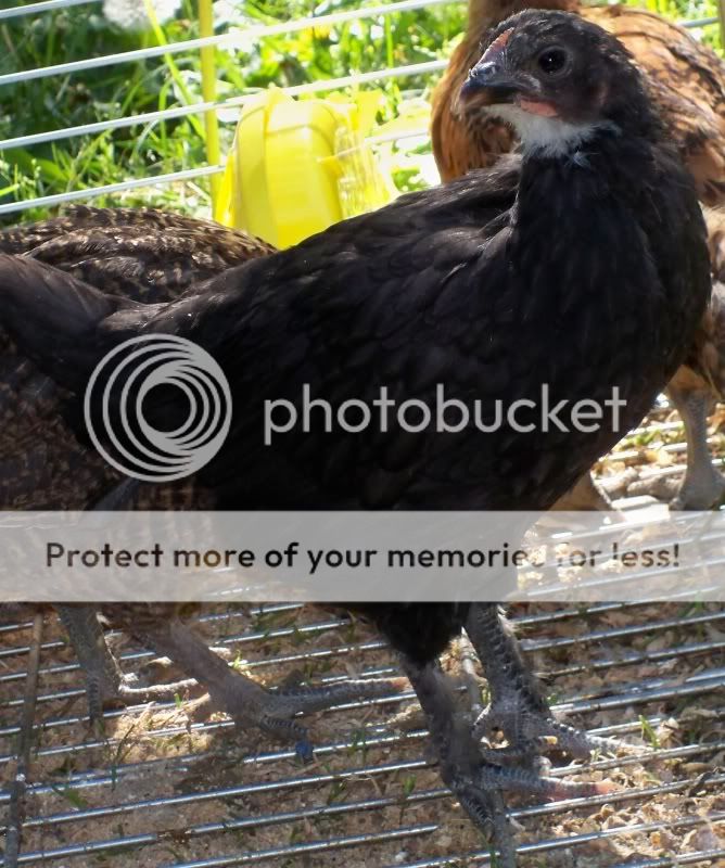 BlkHenorgcomb.jpg