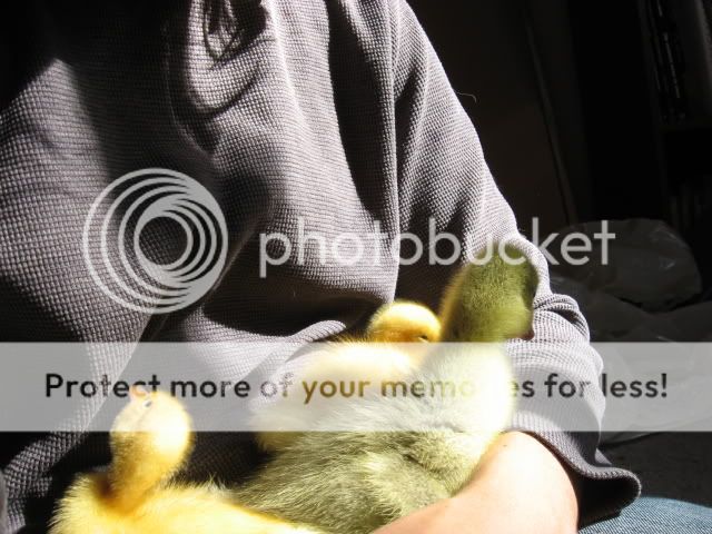 snuggleducks029.jpg