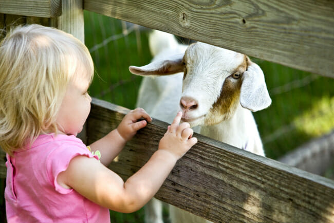Goat-Little-Girl.jpg