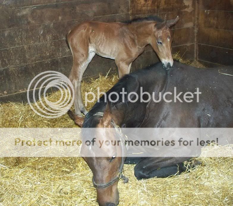 foal9.jpg