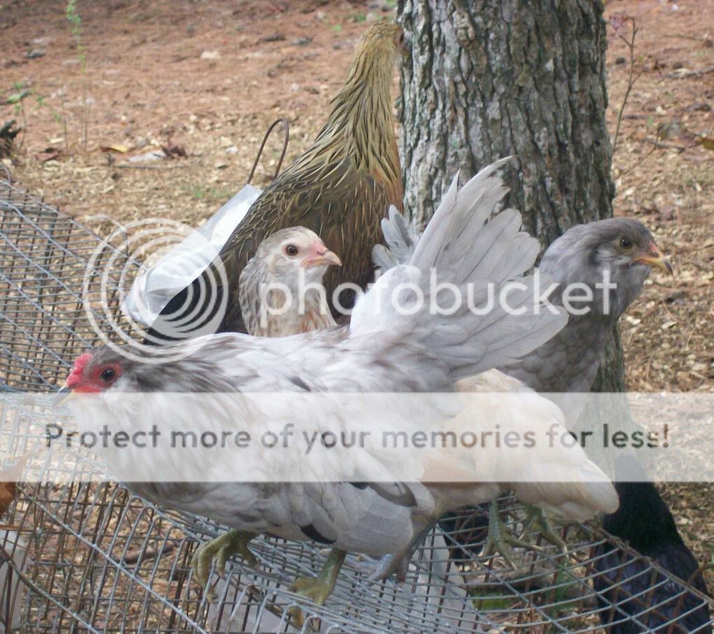 chicks.jpg