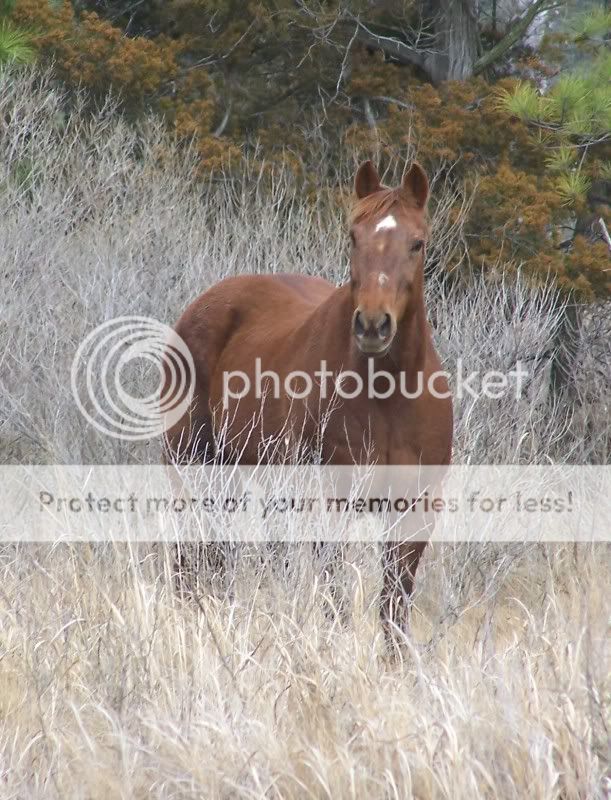 horse1.jpg