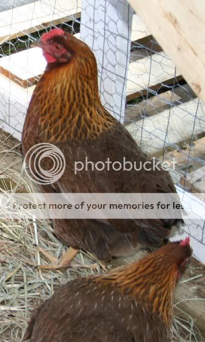 hen2.jpg