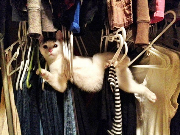 ninja-cat-hiding-funny-2__605.jpg