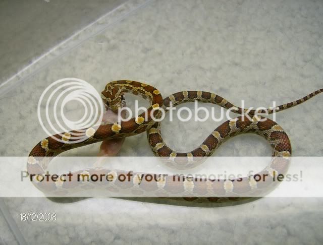 EatingSnakes020.jpg