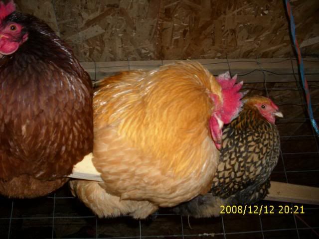 Dec08024.jpg