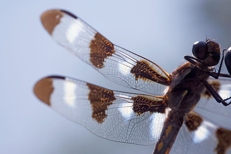 AlamyHSACDragonfly9575_xlarge.jpg