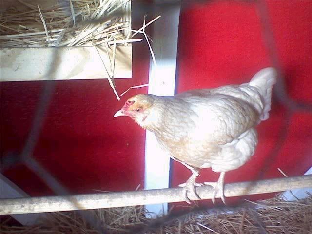 chick12.jpg
