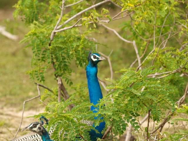 SriLankapeafowl.jpg