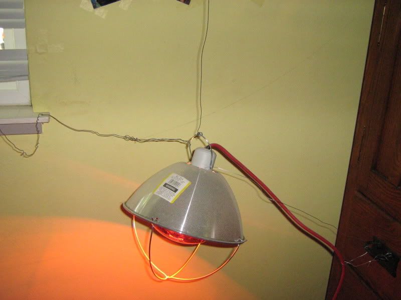Brooder003.jpg