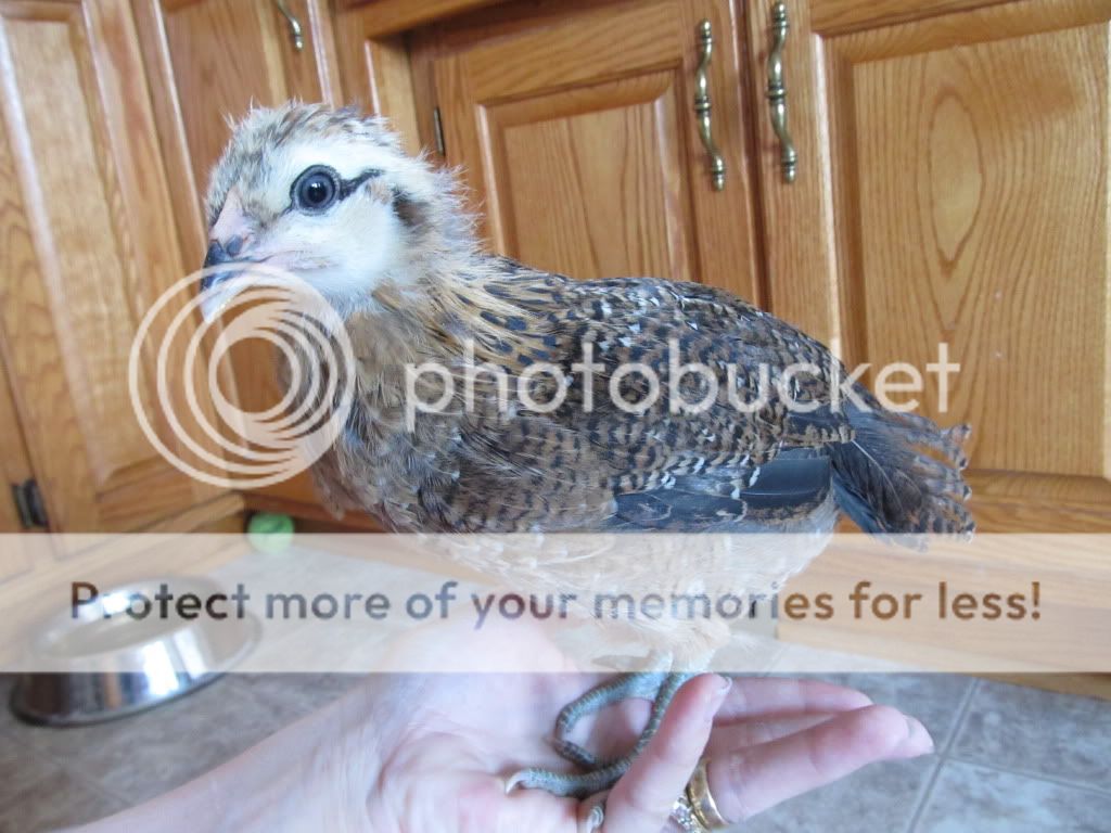 Chicken048.jpg