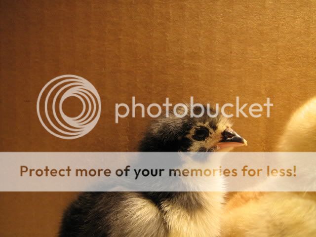 Chicks1stDay3-20-09020.jpg