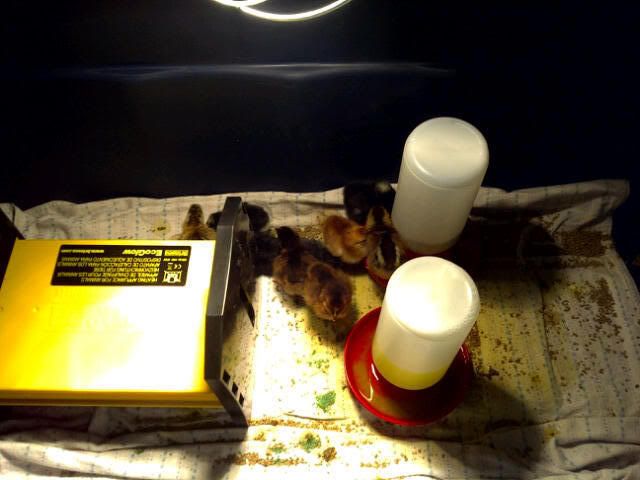 chickbrooder.jpg