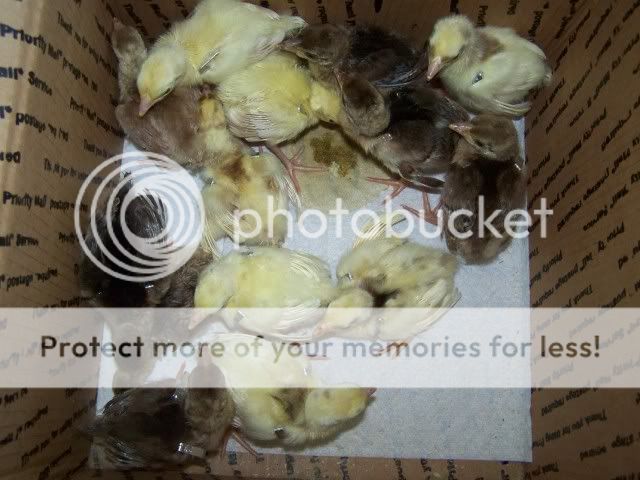 peachicks017.jpg