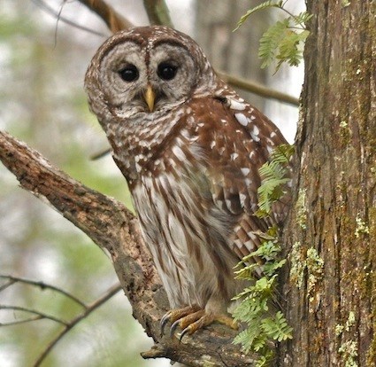 barred_owl_granthickey.jpg