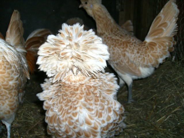frizzle2.jpg