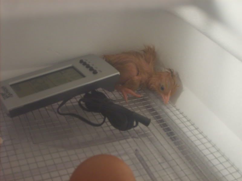 SD530092.jpg