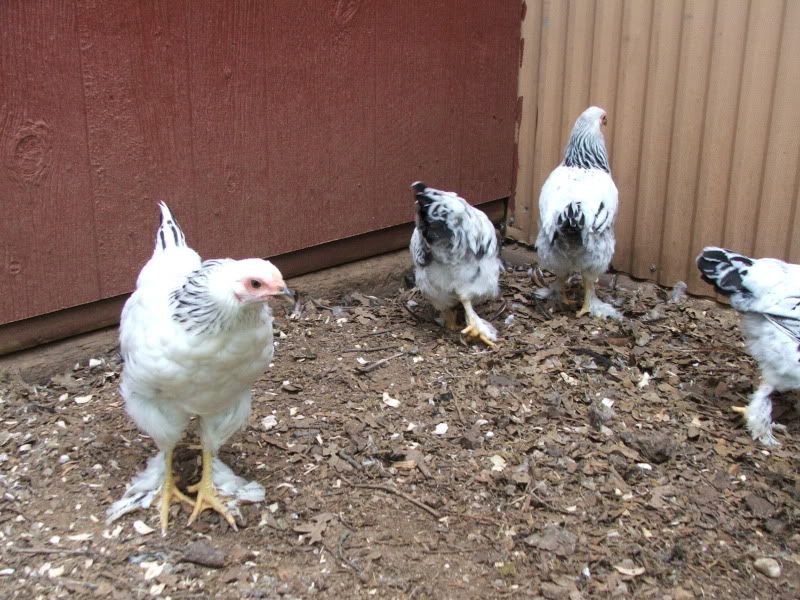 DSCF6149.jpg