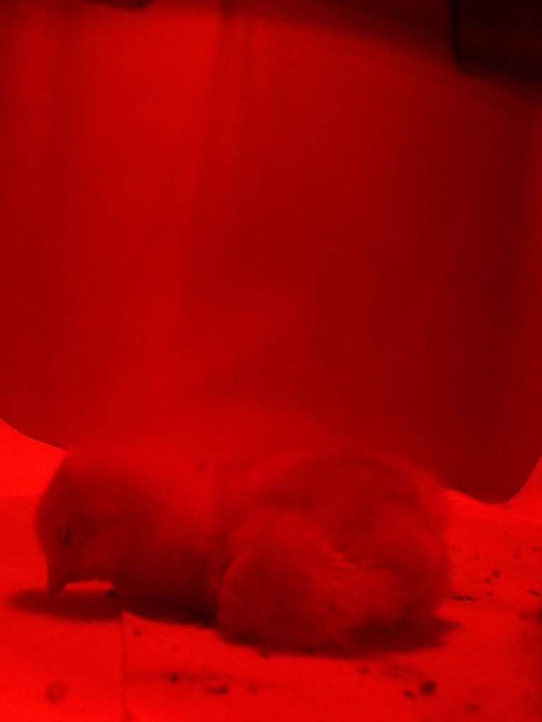 100_4564.jpg