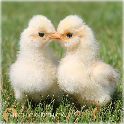 Tips for the Care of Crested Chicken Breeds
