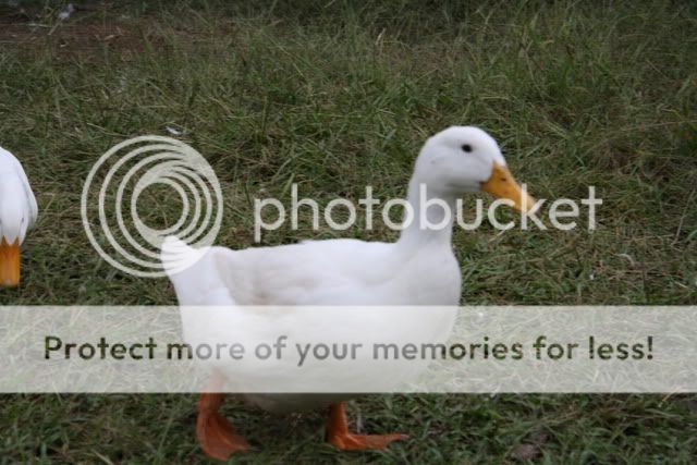 Ducks2004.jpg