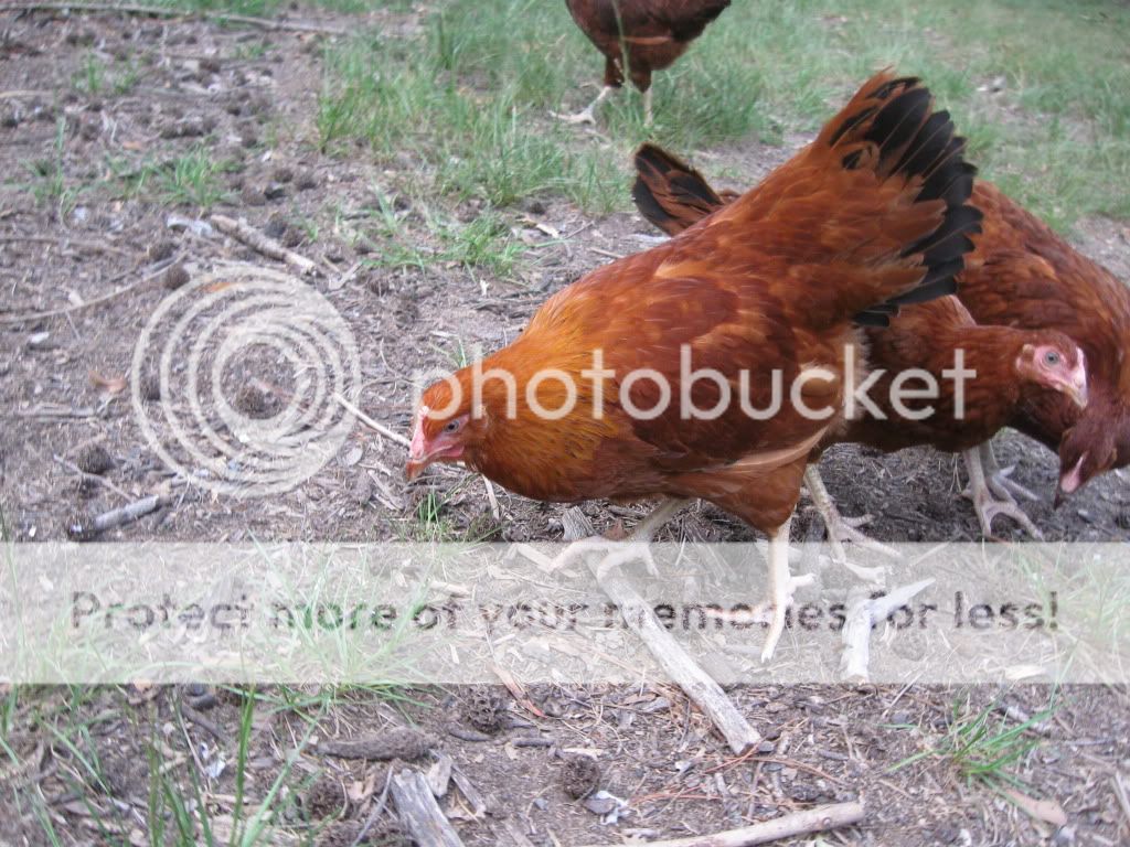chickens7-11088.jpg