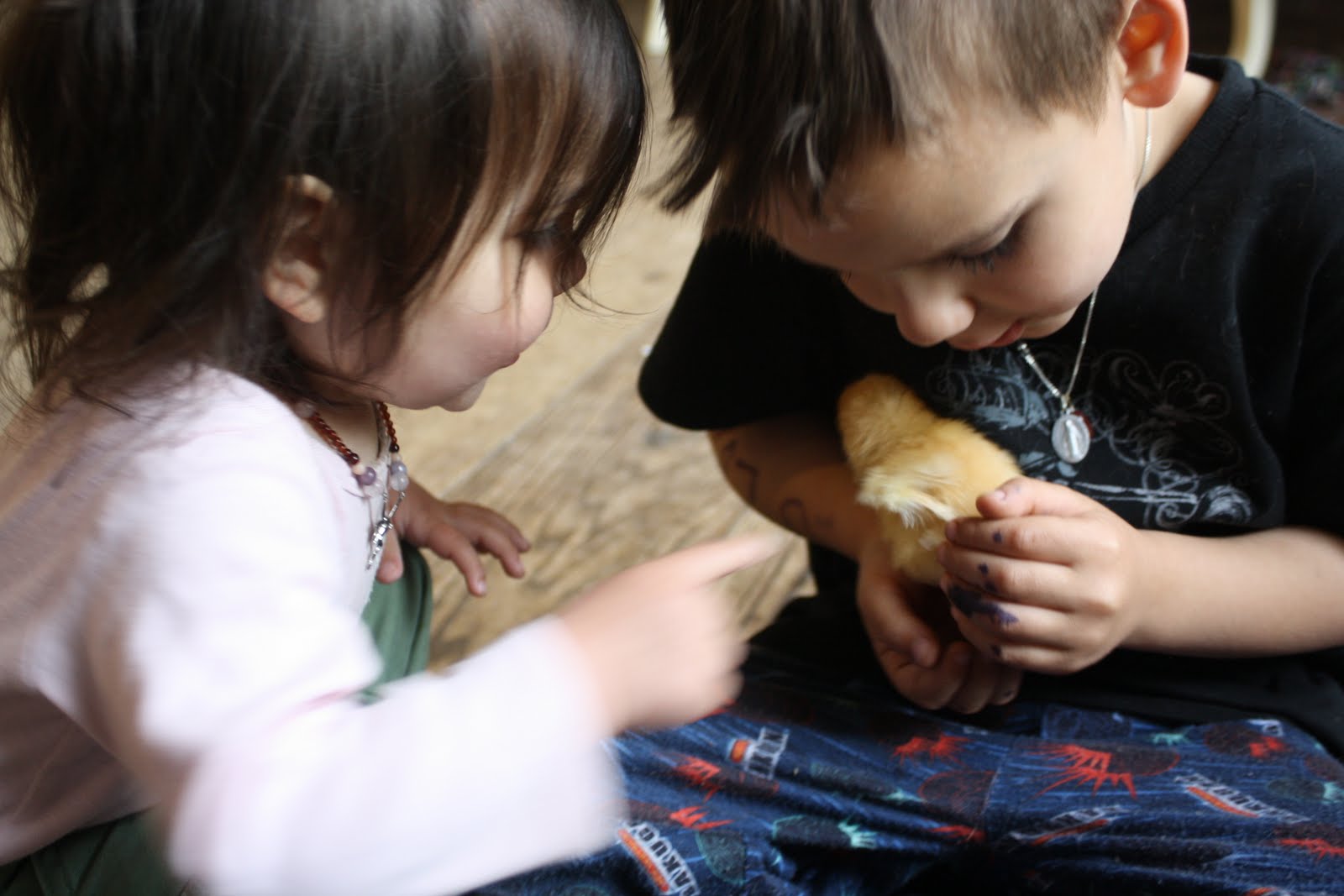 MeyerChicks+016.JPG
