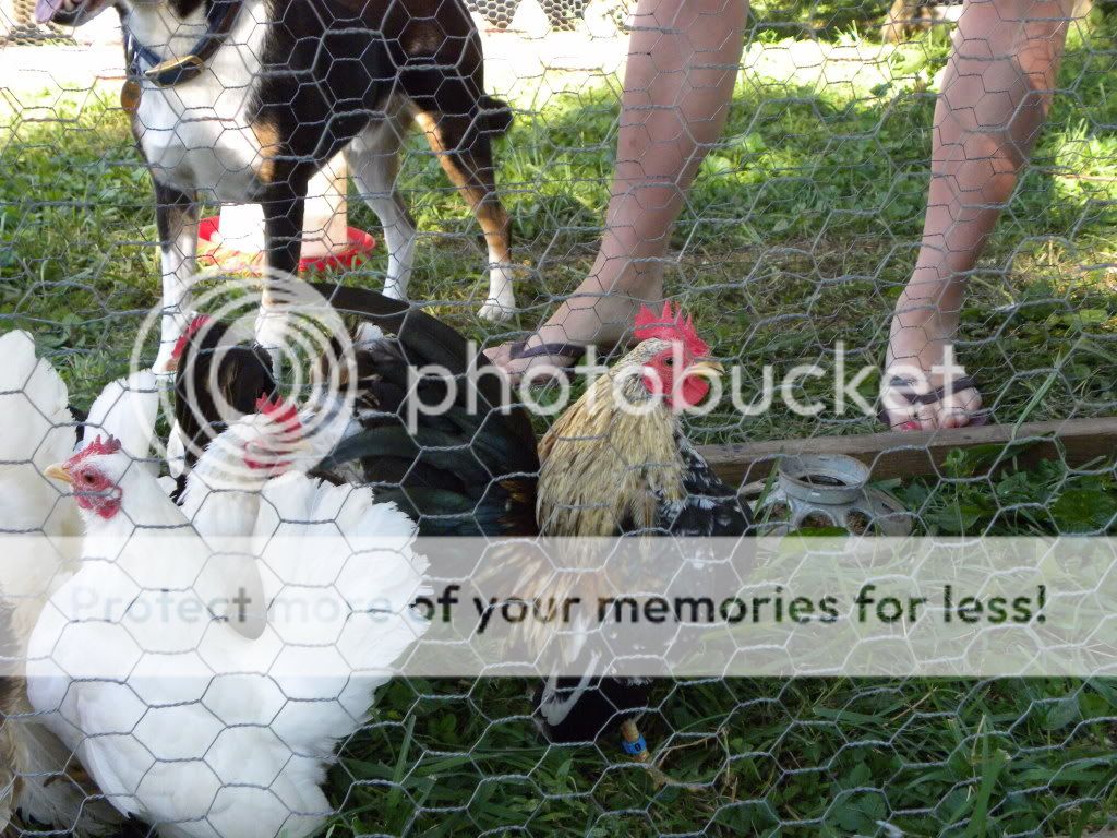 Chickis036.jpg