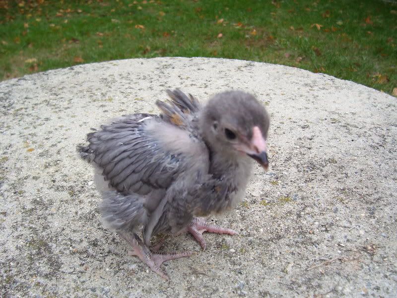 chicks11-20-07001.jpg