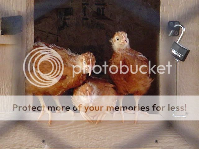 DSC03042.jpg