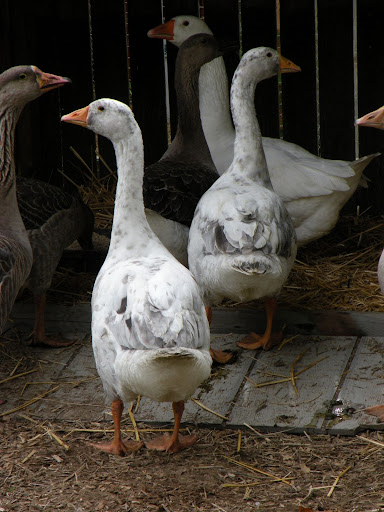 Embden Goose - British Waterfowl Association